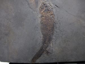 German-Permian-Branchiosaurus-Amphibians | Fossils for Sale German-Permian-Branchiosaurus-Amphibians