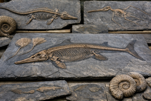 Holzmaden Fossils | Fossils for Sale Buy Fossil Holzmaden Fossils