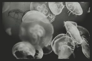 Jellyfish | Fossils for Sale