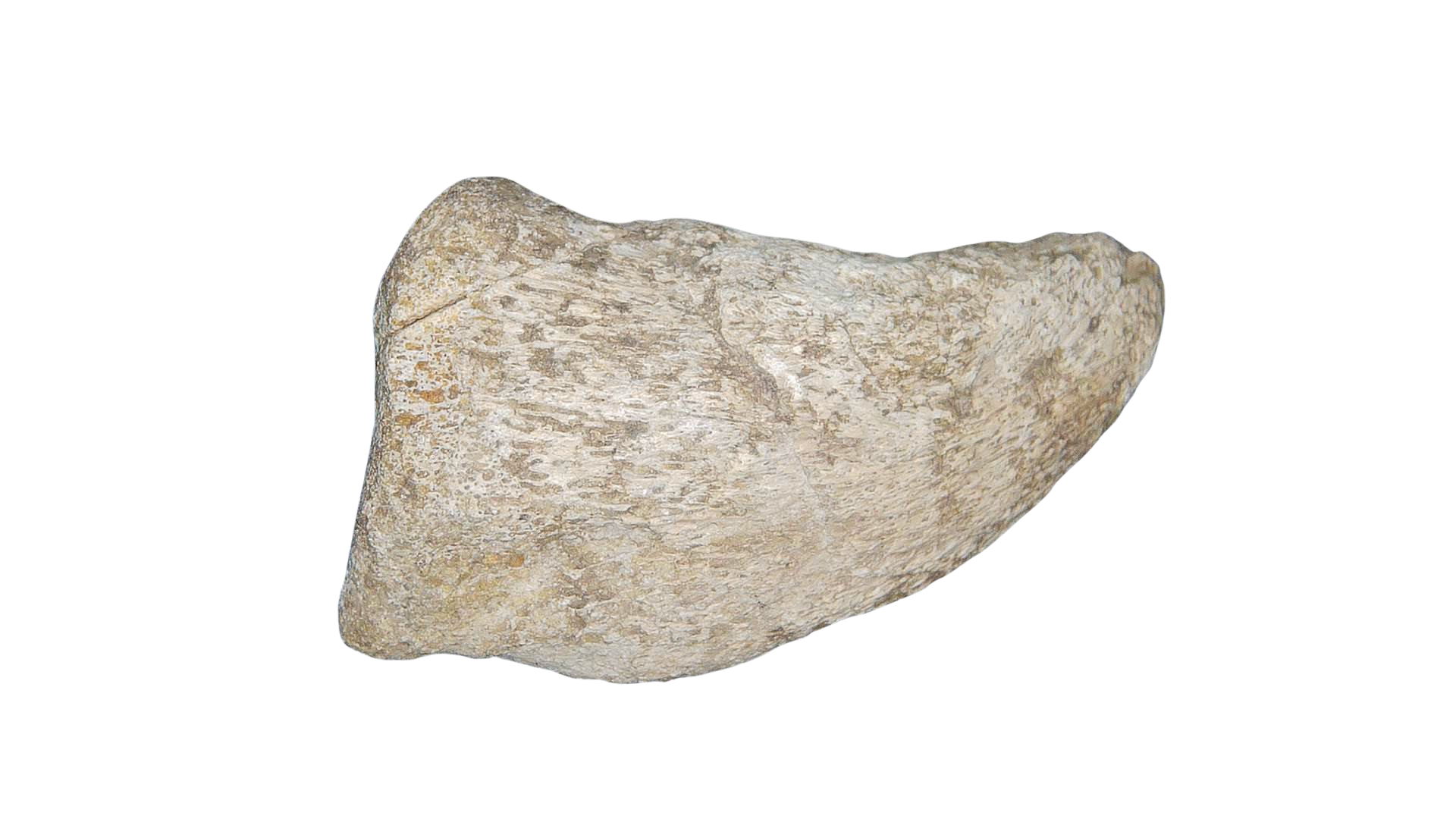 Jurassic Archaeodontosaurus Sauropod Dinosaur Claw 1a | Fossils for Sale