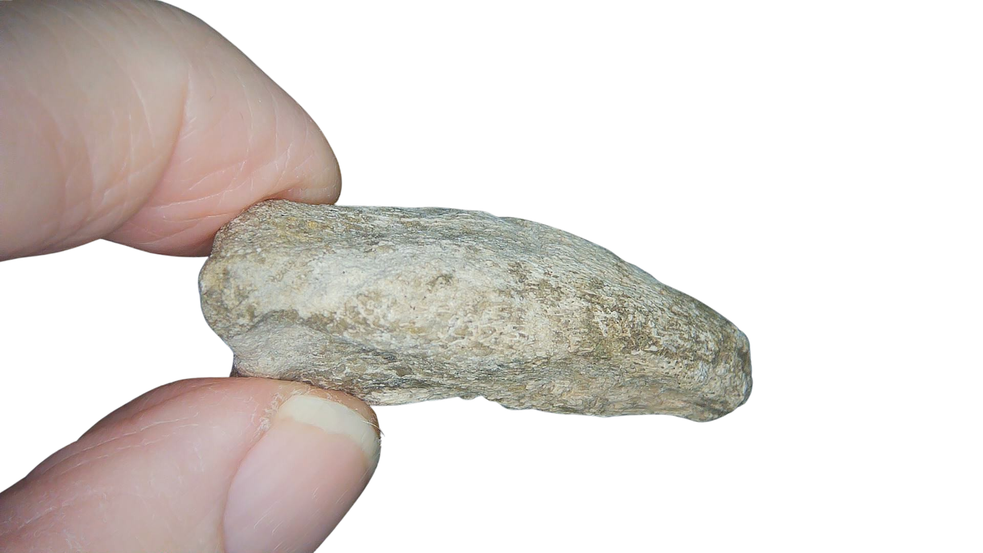 Jurassic Archaeodontosaurus Sauropod Dinosaur Claw 1b | Fossils for Sale