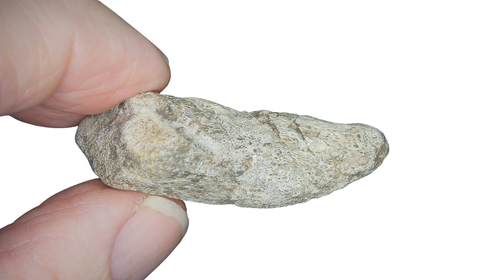 Jurassic Archaeodontosaurus Sauropod Dinosaur Claw 1c | Fossils for Sale