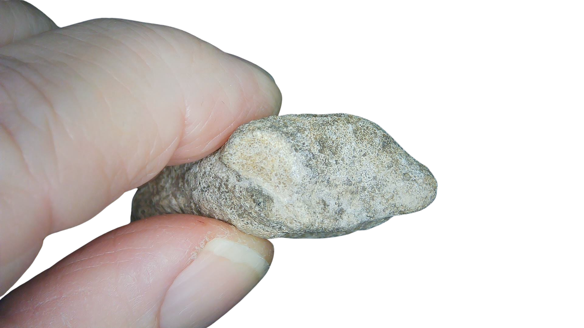 Jurassic Archaeodontosaurus Sauropod Dinosaur Claw 1d | Fossils for Sale