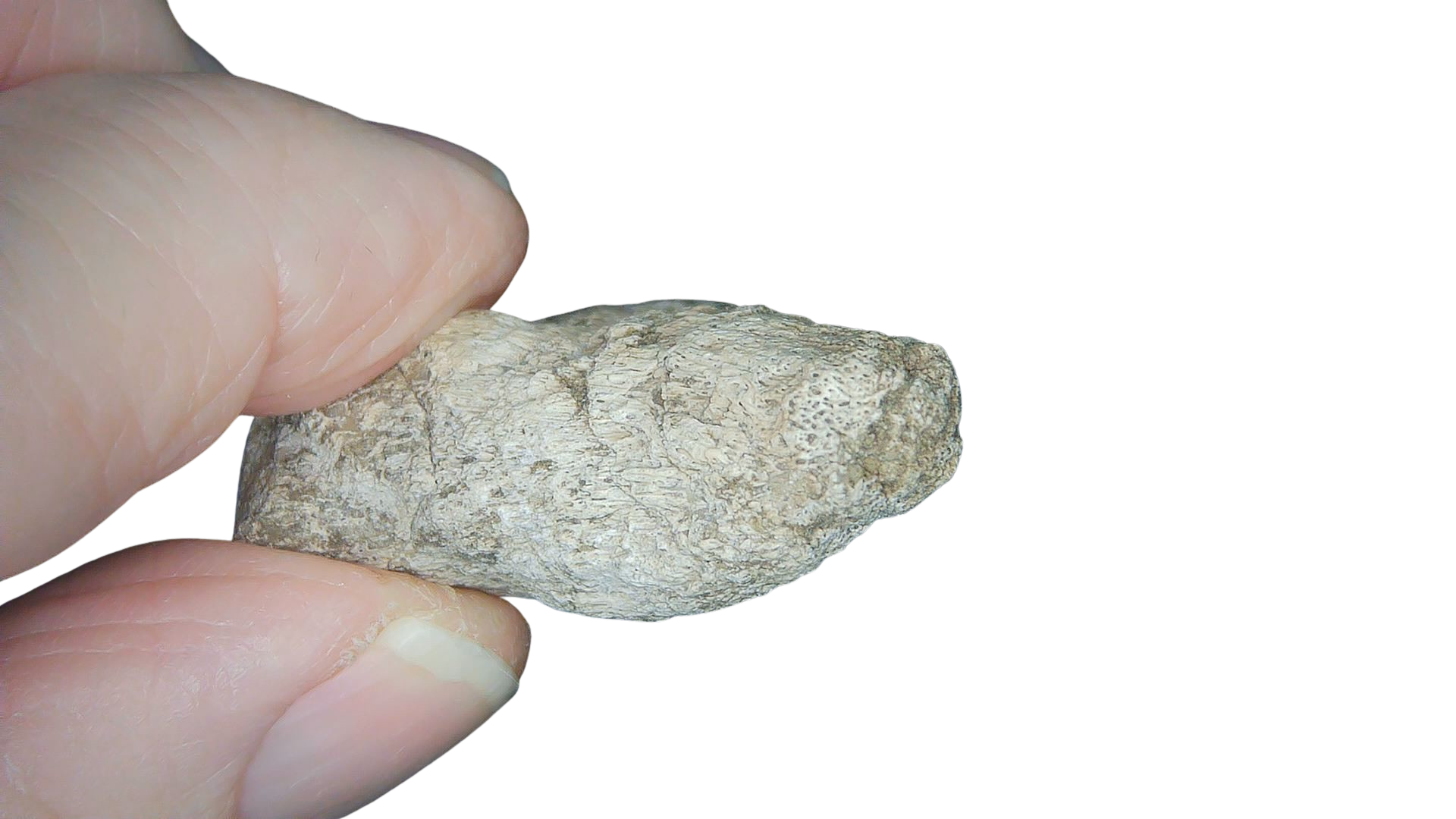 Jurassic Archaeodontosaurus Sauropod Dinosaur Claw 1e | Fossils for Sale