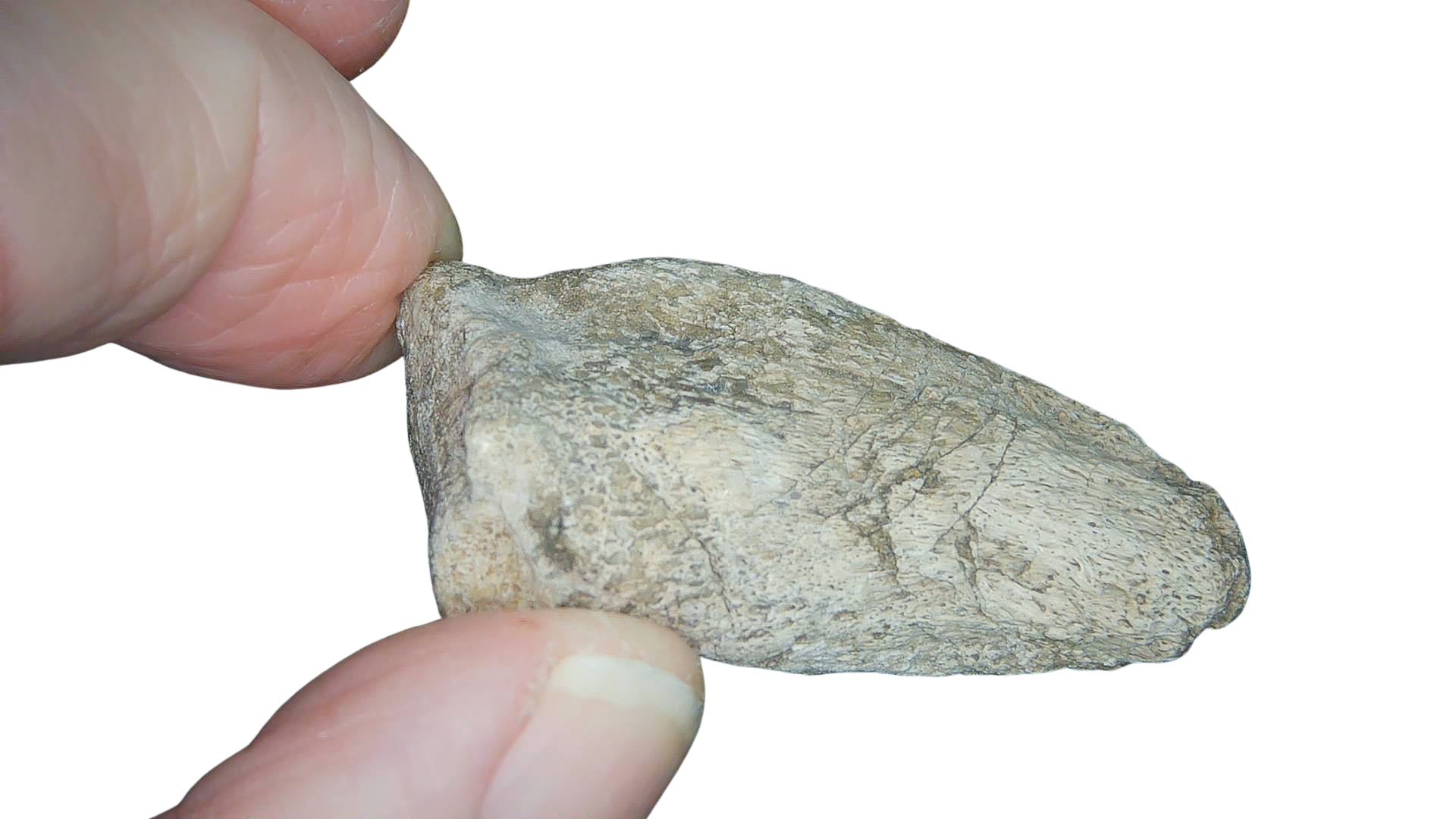 Jurassic Archaeodontosaurus Sauropod Dinosaur Claw 1f | Fossils for Sale