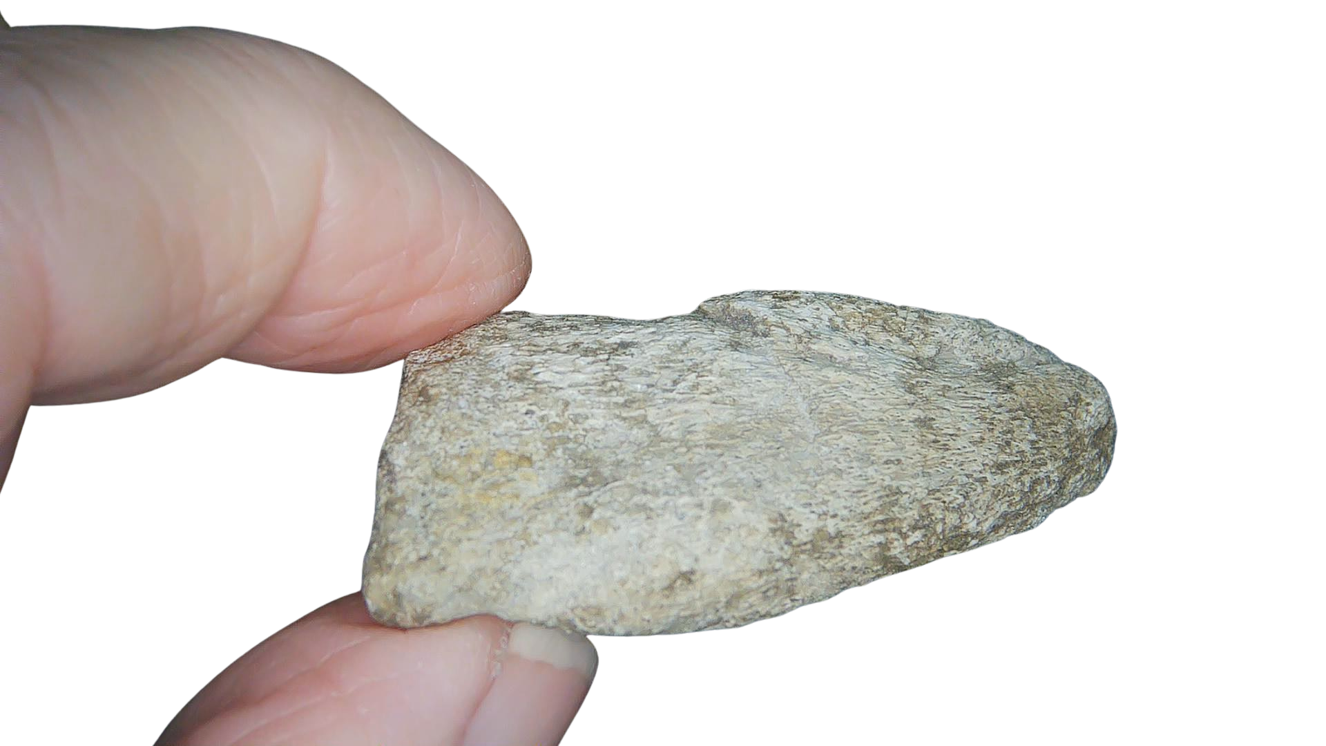 Jurassic Archaeodontosaurus Sauropod Dinosaur Claw 1g | Fossils for Sale