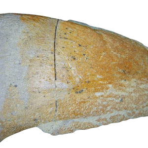 Archaeodontosaurus Sauropod Dinosaur Claw Fossil for Sale #2