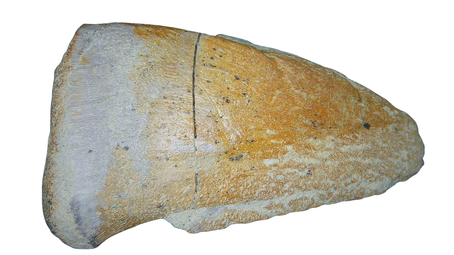 Jurassic Archaeodontosaurus Sauropod Dinosaur Claw 2 | Fossils for Sale