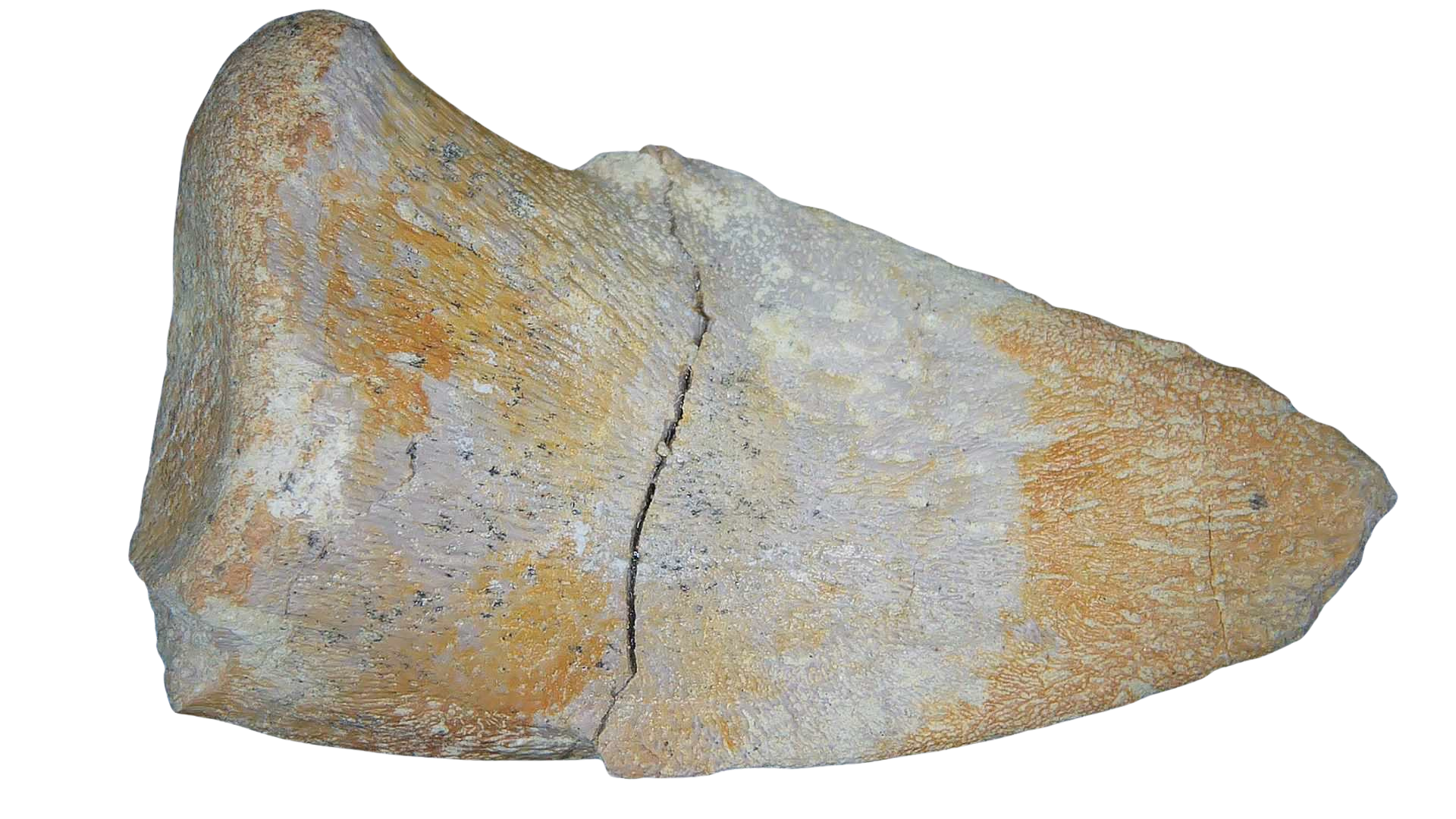 Jurassic Archaeodontosaurus Sauropod Dinosaur Claw 2a | Fossils for Sale