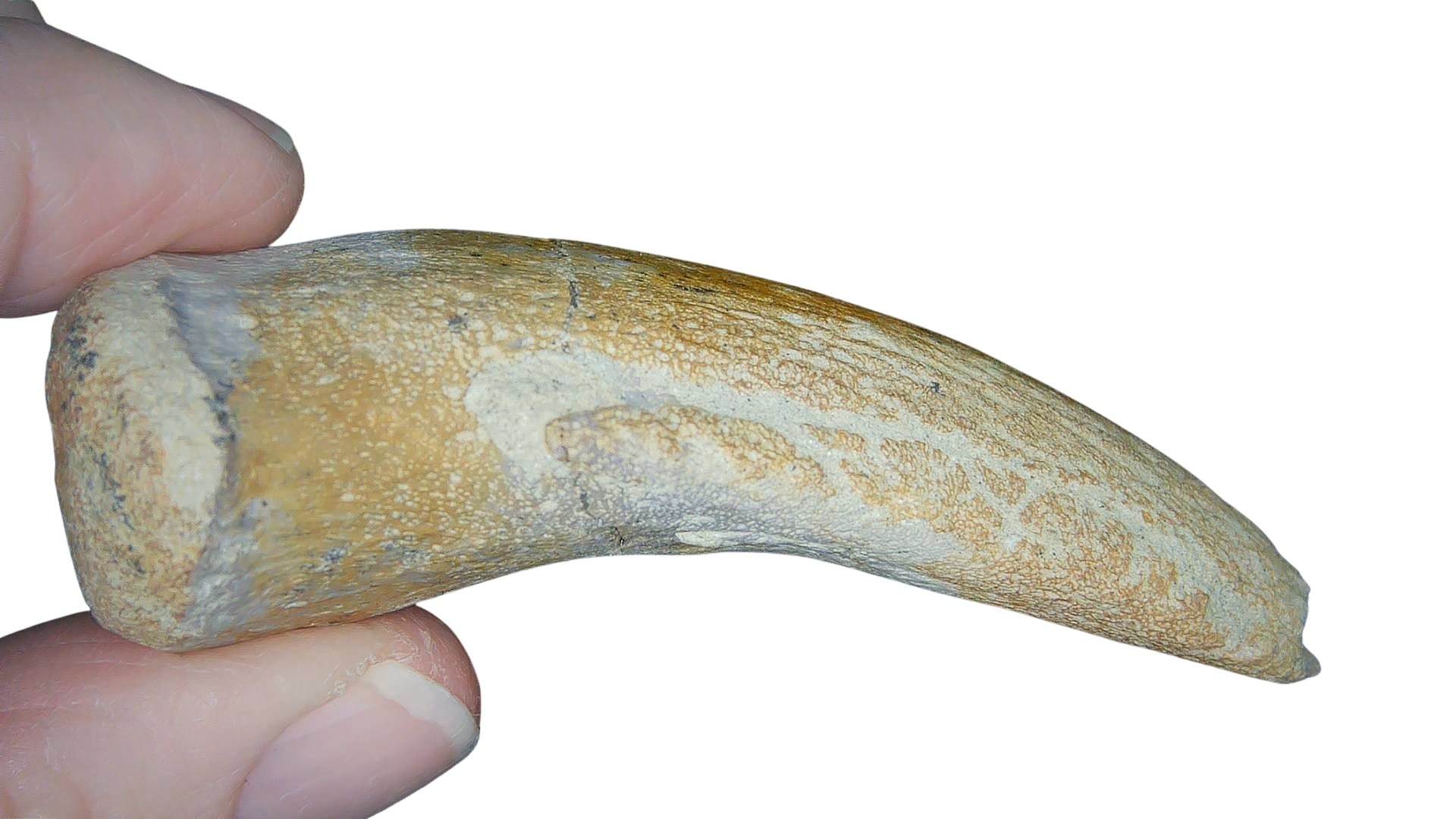 Jurassic Archaeodontosaurus Sauropod Dinosaur Claw 2b | Fossils for Sale