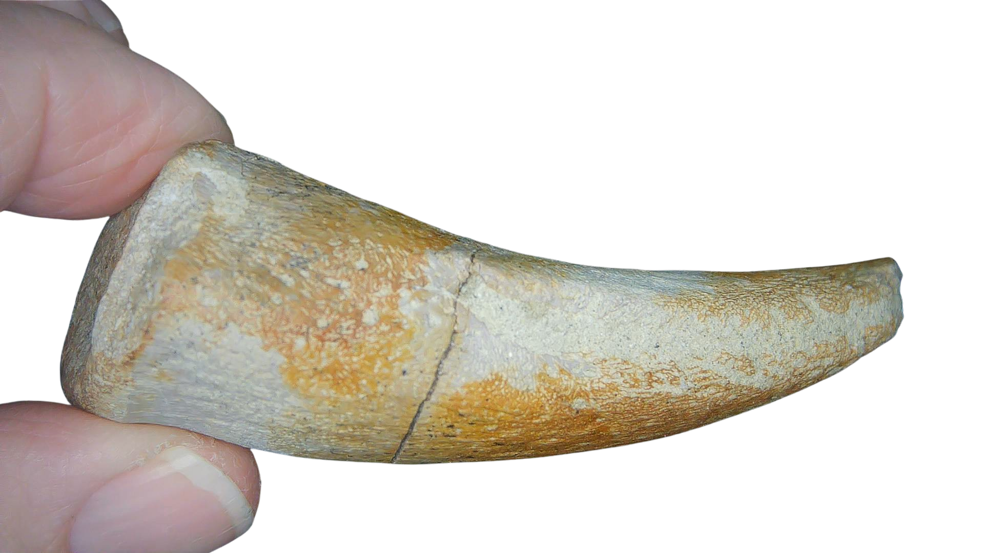 Jurassic Archaeodontosaurus Sauropod Dinosaur Claw 2c | Fossils for Sale