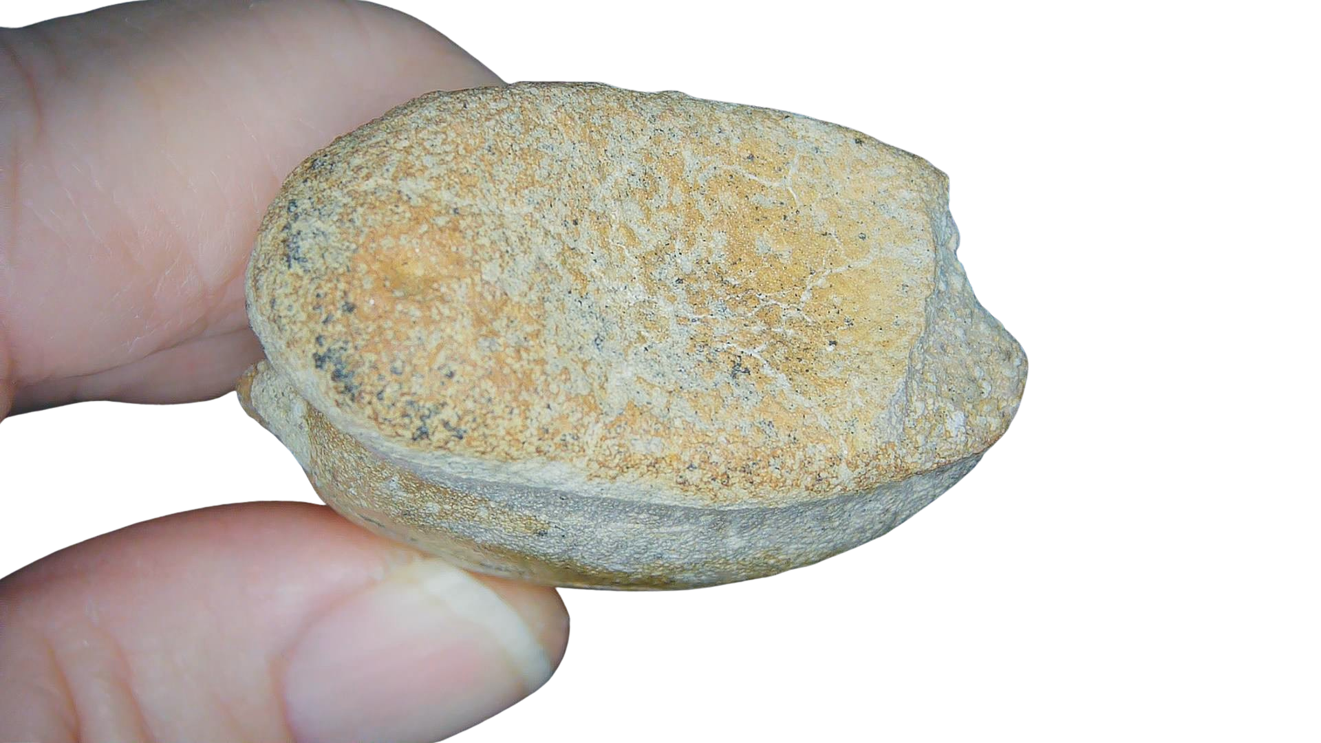 Jurassic Archaeodontosaurus Sauropod Dinosaur Claw 2d | Fossils for Sale