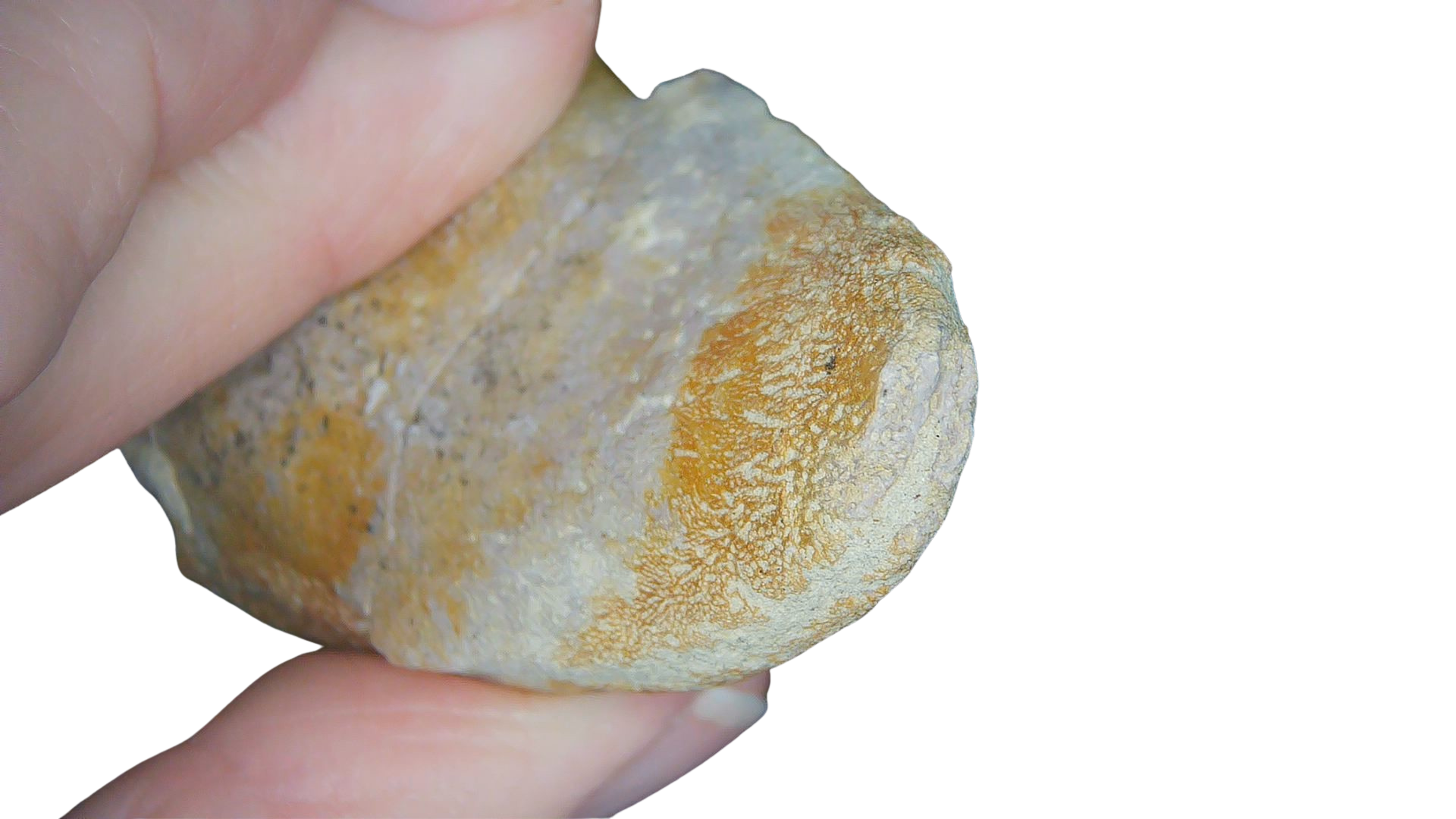 Jurassic Archaeodontosaurus Sauropod Dinosaur Claw 2e | Fossils for Sale