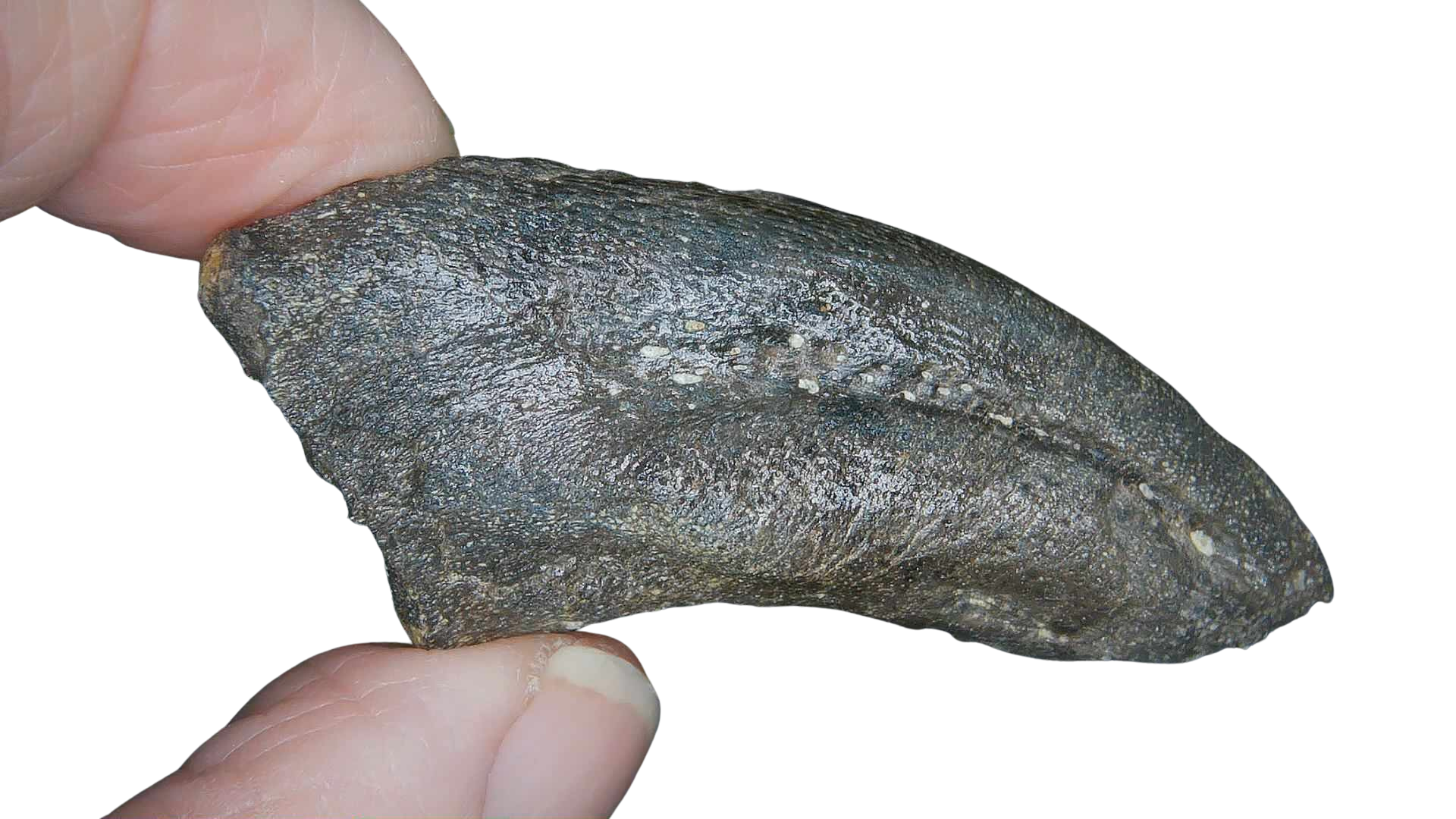 Jurassic Archaeodontosaurus Sauropod Dinosaur Claw 3a | Fossils for Sale