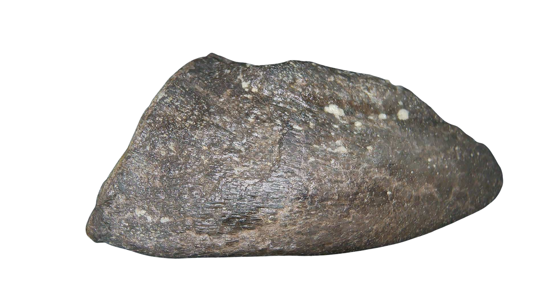 Jurassic Archaeodontosaurus Sauropod Dinosaur Claw 3b | Fossils for Sale