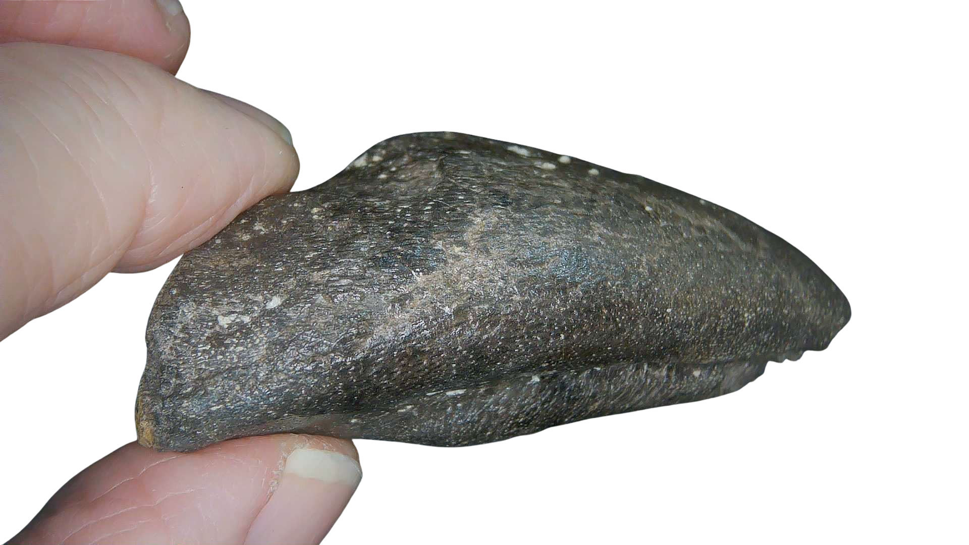 Jurassic Archaeodontosaurus Sauropod Dinosaur Claw 3d | Fossils for Sale