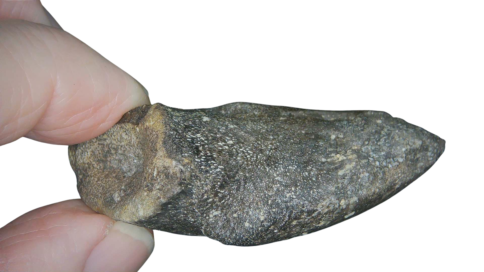 Jurassic Archaeodontosaurus Sauropod Dinosaur Claw 3e | Fossils for Sale