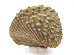 Jurassic-Portugal-Myophorella-Trigonia | Fossils for Sale Jurassic-Portugal-Myophorella-Trigonia