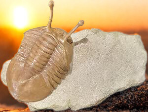 Buy Fossil Trilobite Fossils