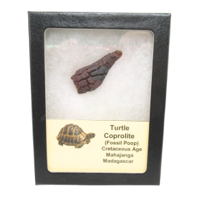 Turtle Coprolite (Poop) Cretaceous Age from Madagascar #25