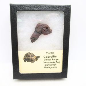 Turtle Coprolite (Poop) Cretaceous Age from Madagascar #26
