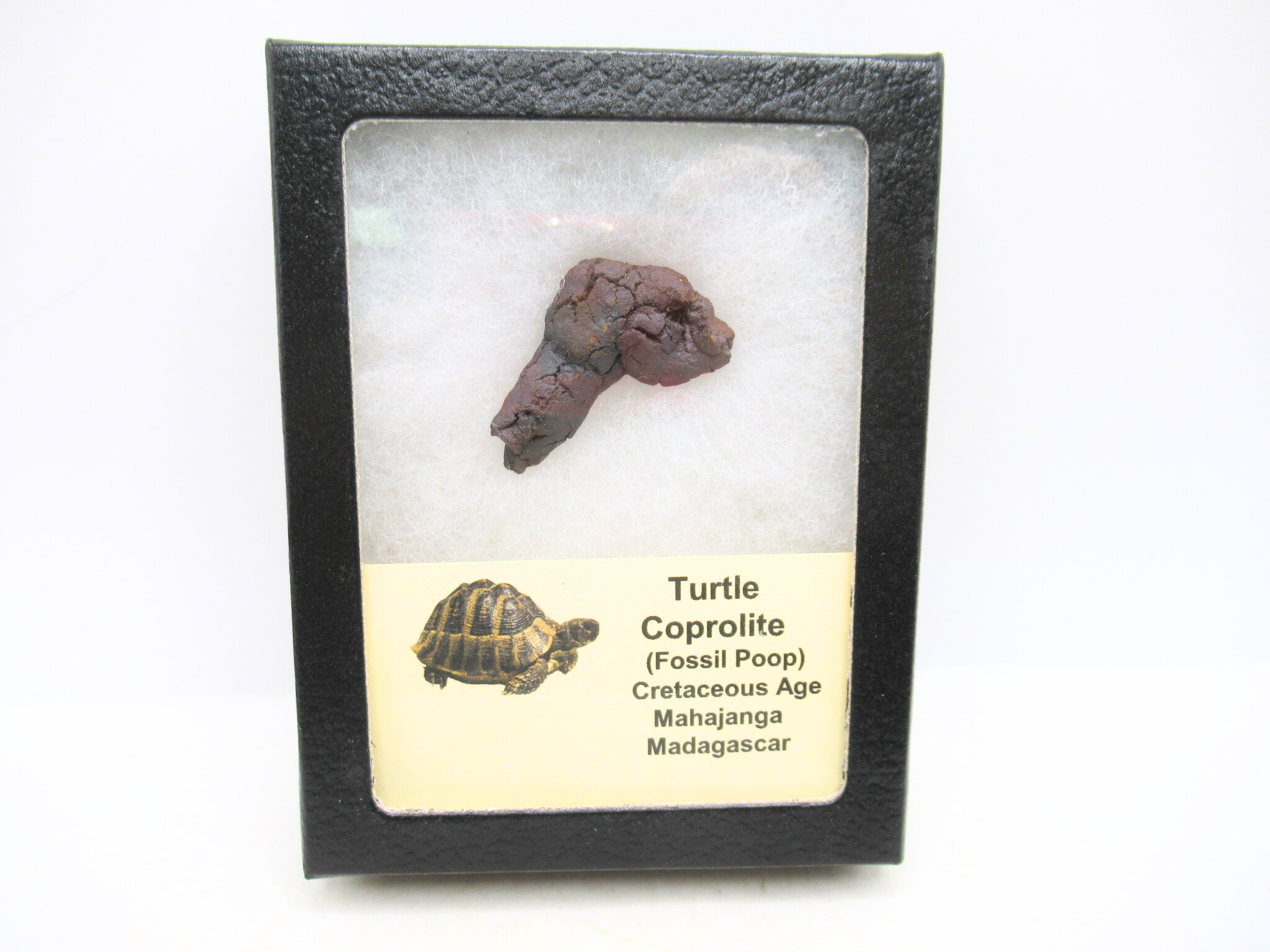 Madagascar Cretaceous Age Turtle Coprolite 26 | Fossils for Sale