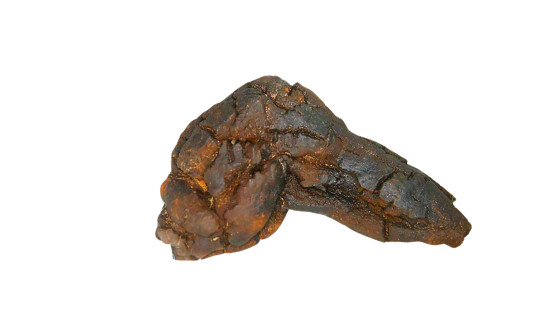 Madagascar Cretaceous Age Turtle Coprolite 26a | Fossils for Sale