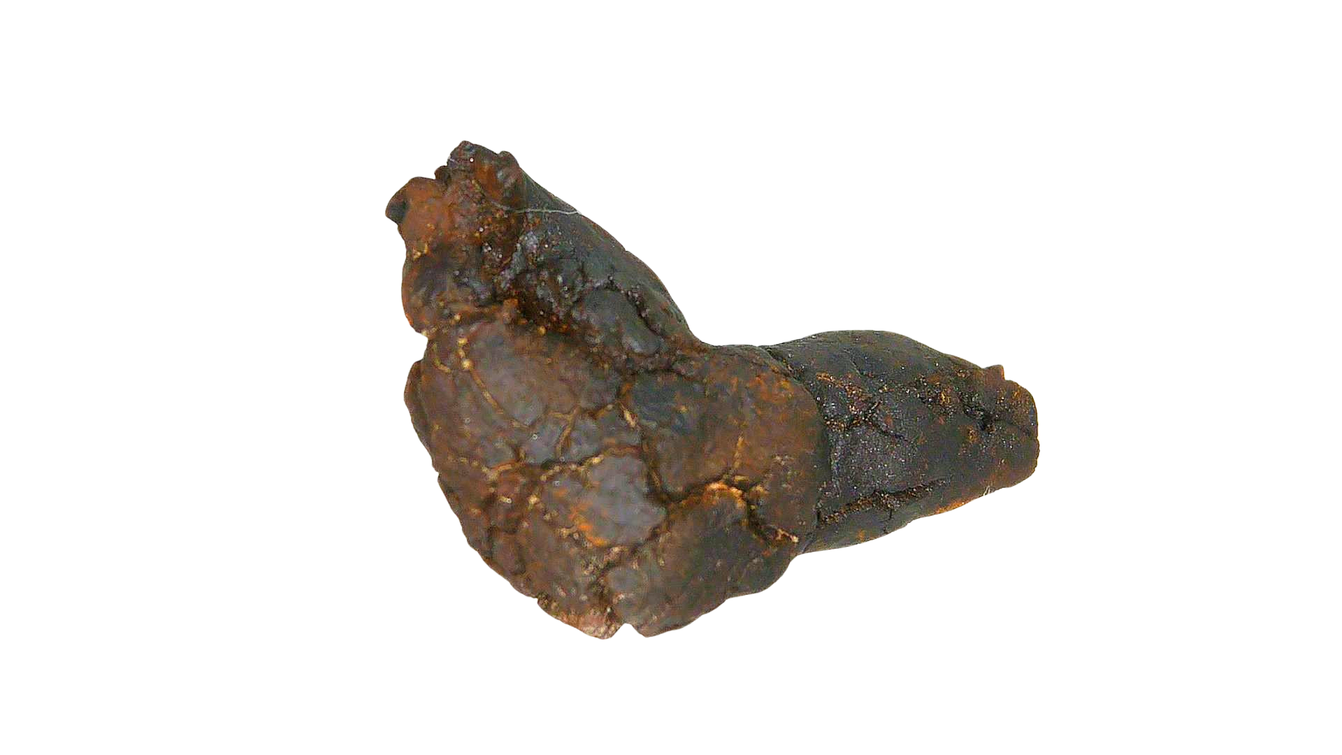 Madagascar Cretaceous Age Turtle Coprolite 26b | Fossils for Sale