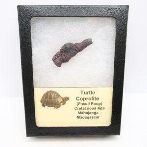 Turtle Coprolite (Poop) Cretaceous Age from Madagascar #27