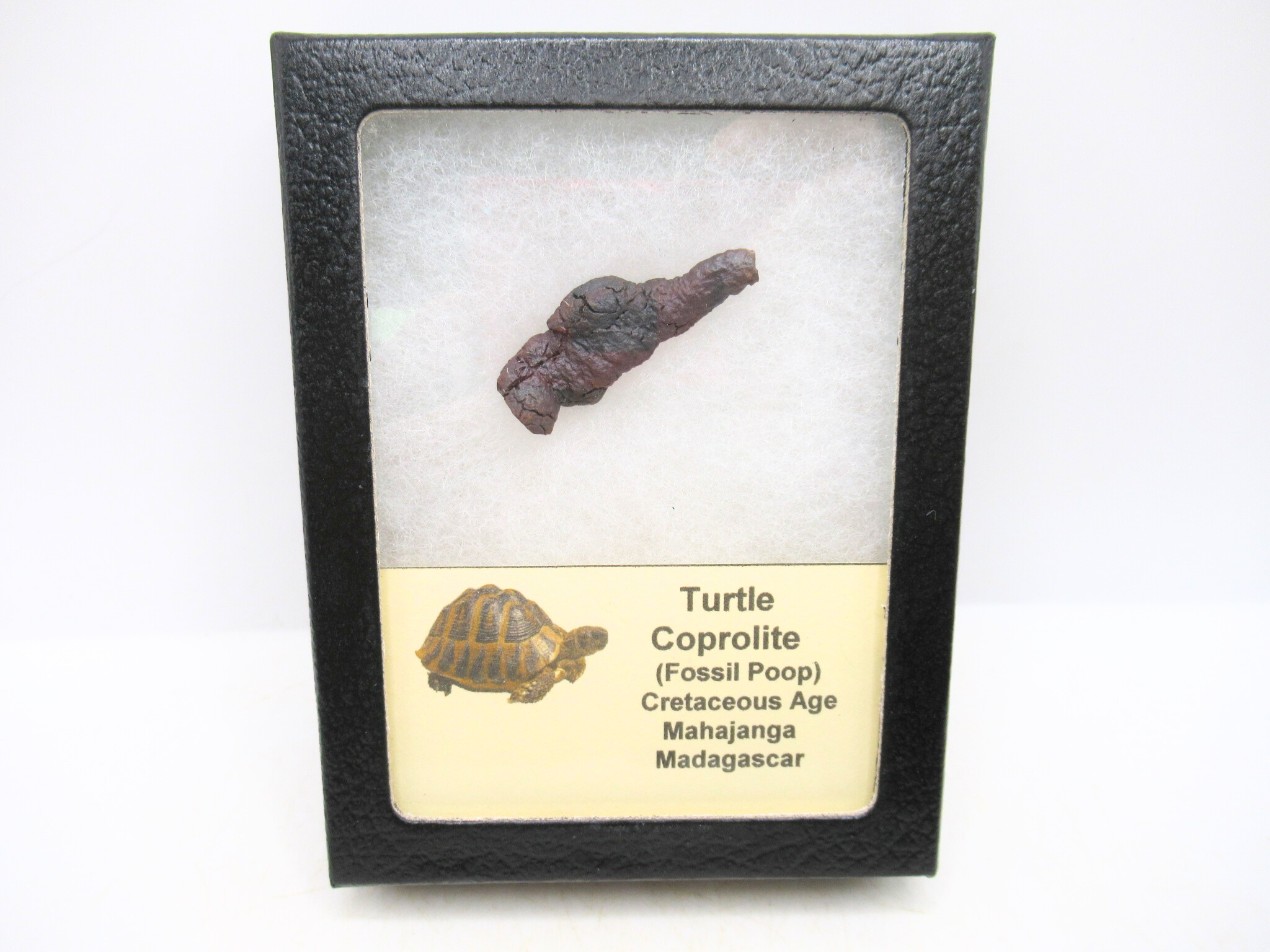 Madagascar Cretaceous Age Turtle Coprolite 27 | Fossils for Sale