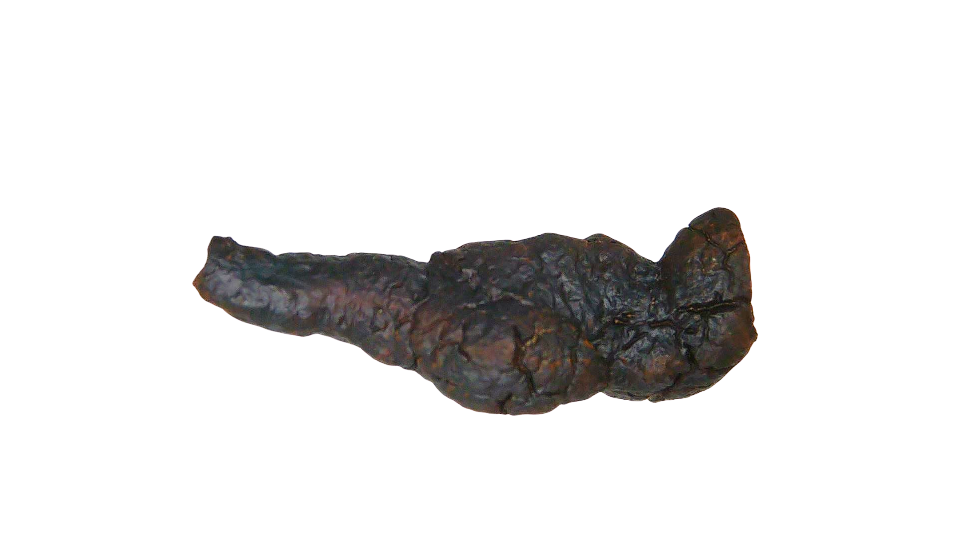 Madagascar Cretaceous Age Turtle Coprolite 27a | Fossils for Sale
