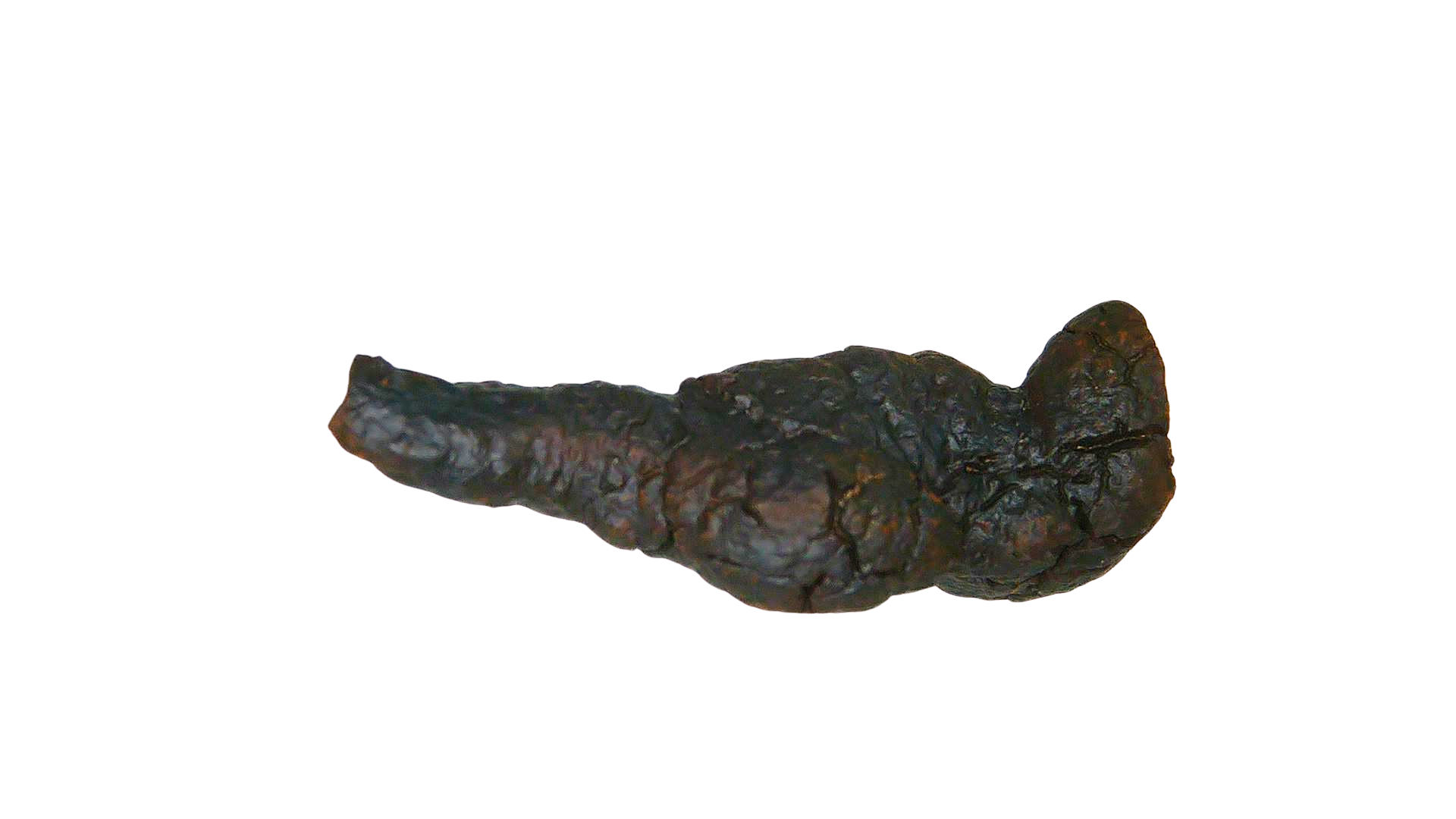 Madagascar Cretaceous Age Turtle Coprolite 27b | Fossils for Sale