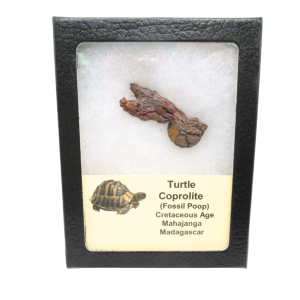 Turtle Coprolite (Poop) Cretaceous Age from Madagascar #28