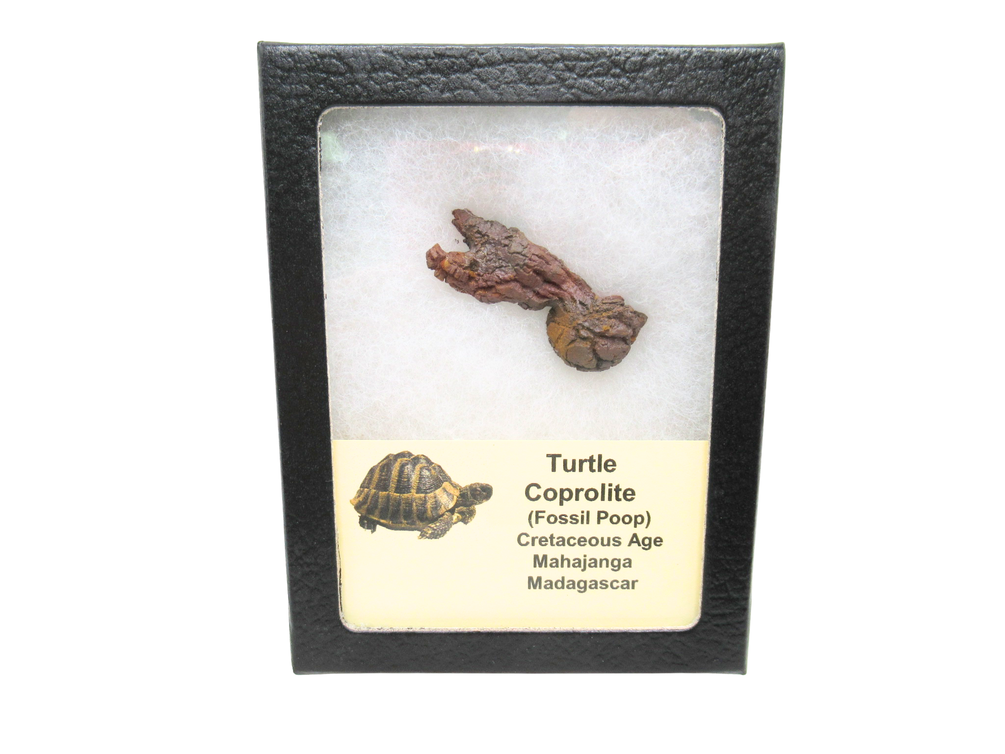 Madagascar Cretaceous Age Turtle Coprolite 28 | Fossils for Sale