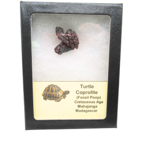 Turtle Coprolite (Poop) Cretaceous Age from Madagascar #29