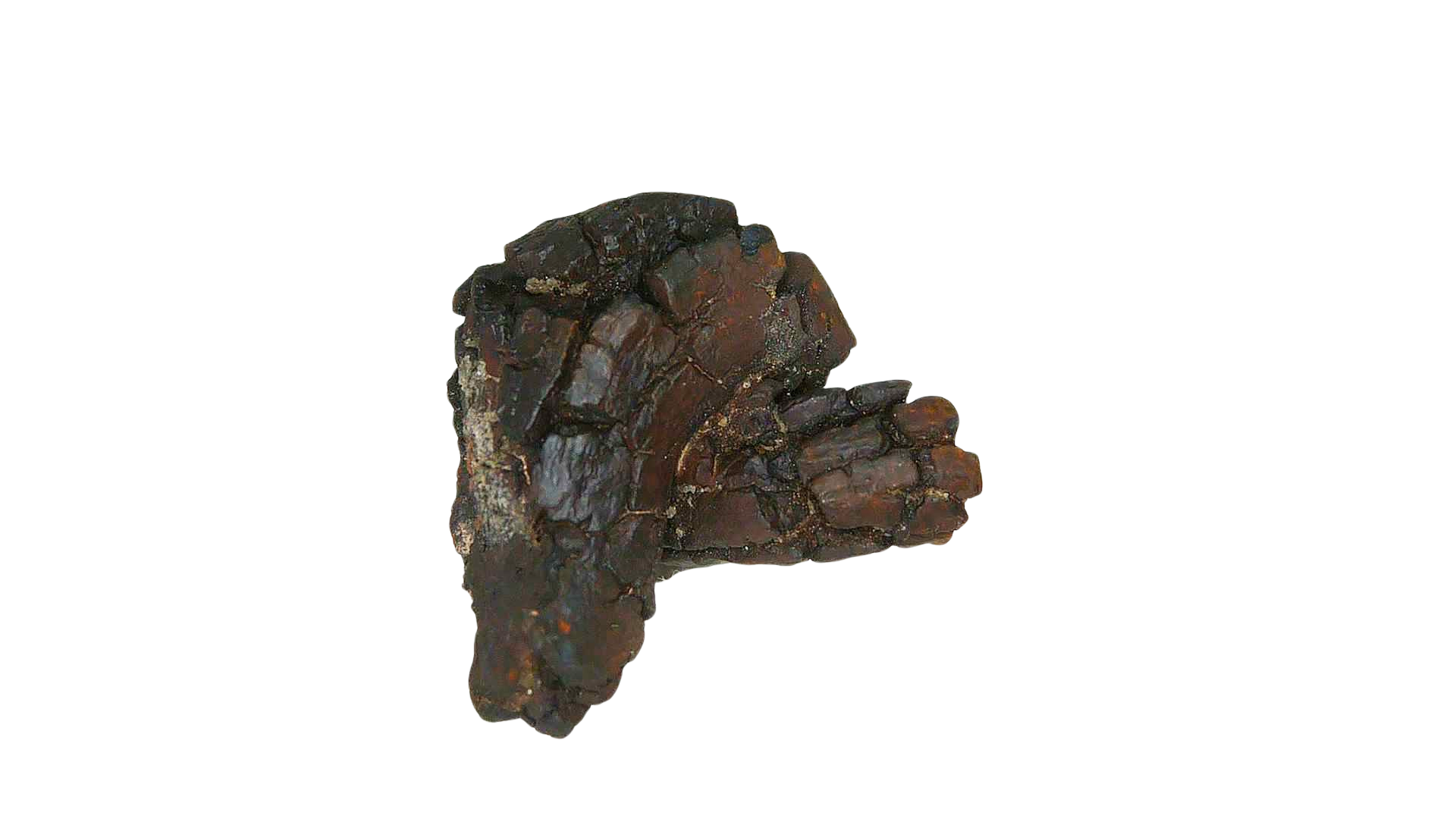 Madagascar Cretaceous Age Turtle Coprolite 29a | Fossils for Sale