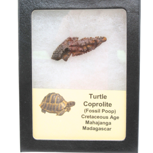 Turtle Coprolite (Poop) Cretaceous Age from Madagascar #30