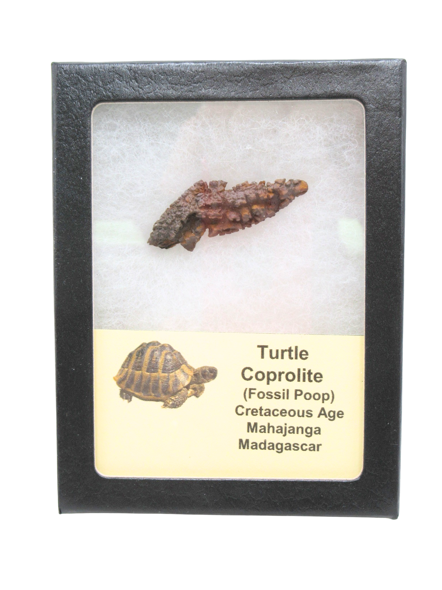Madagascar Cretaceous Age Turtle Coprolite 30 | Fossils for Sale