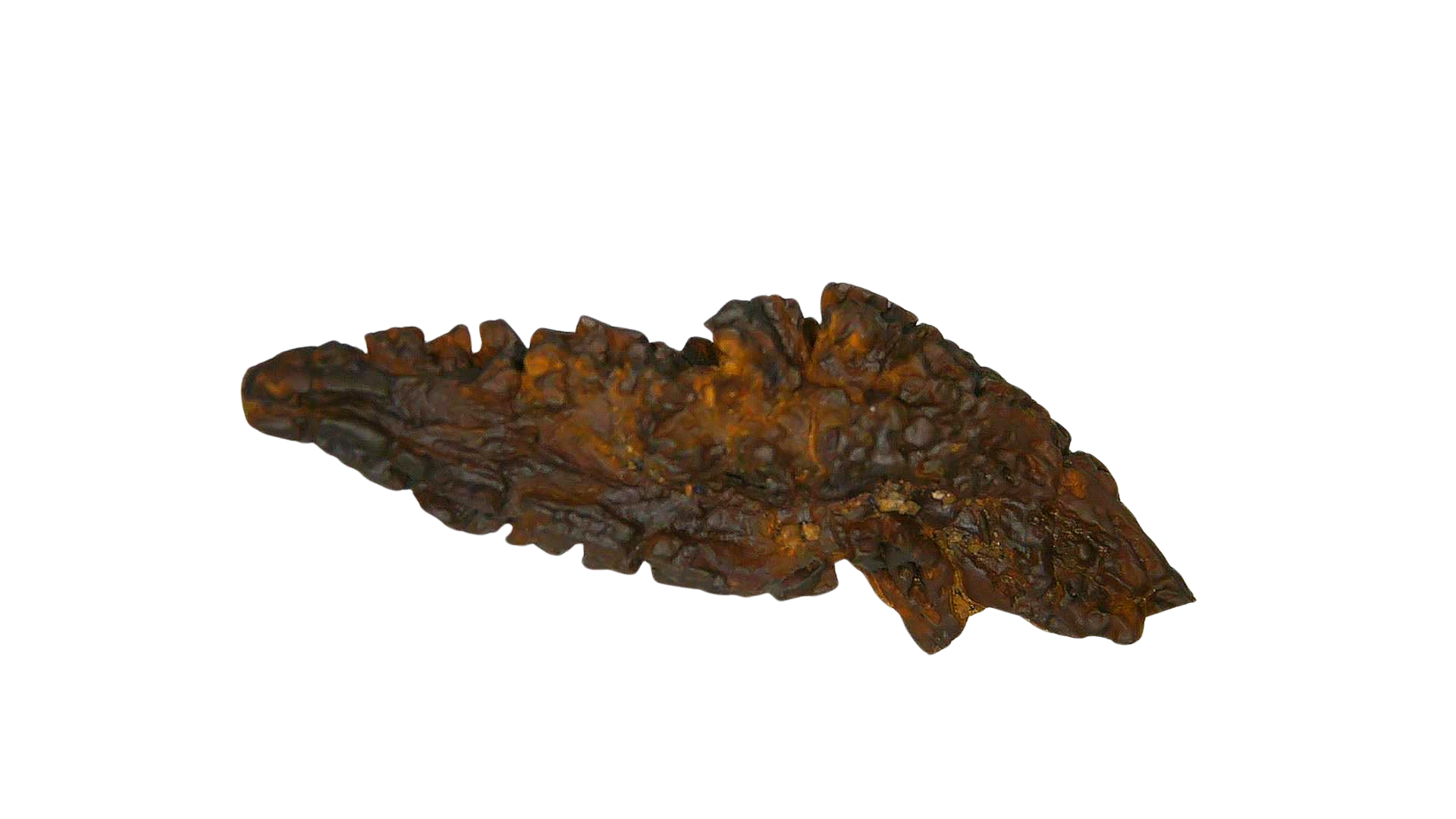 Madagascar Cretaceous Age Turtle Coprolite 30a | Fossils for Sale