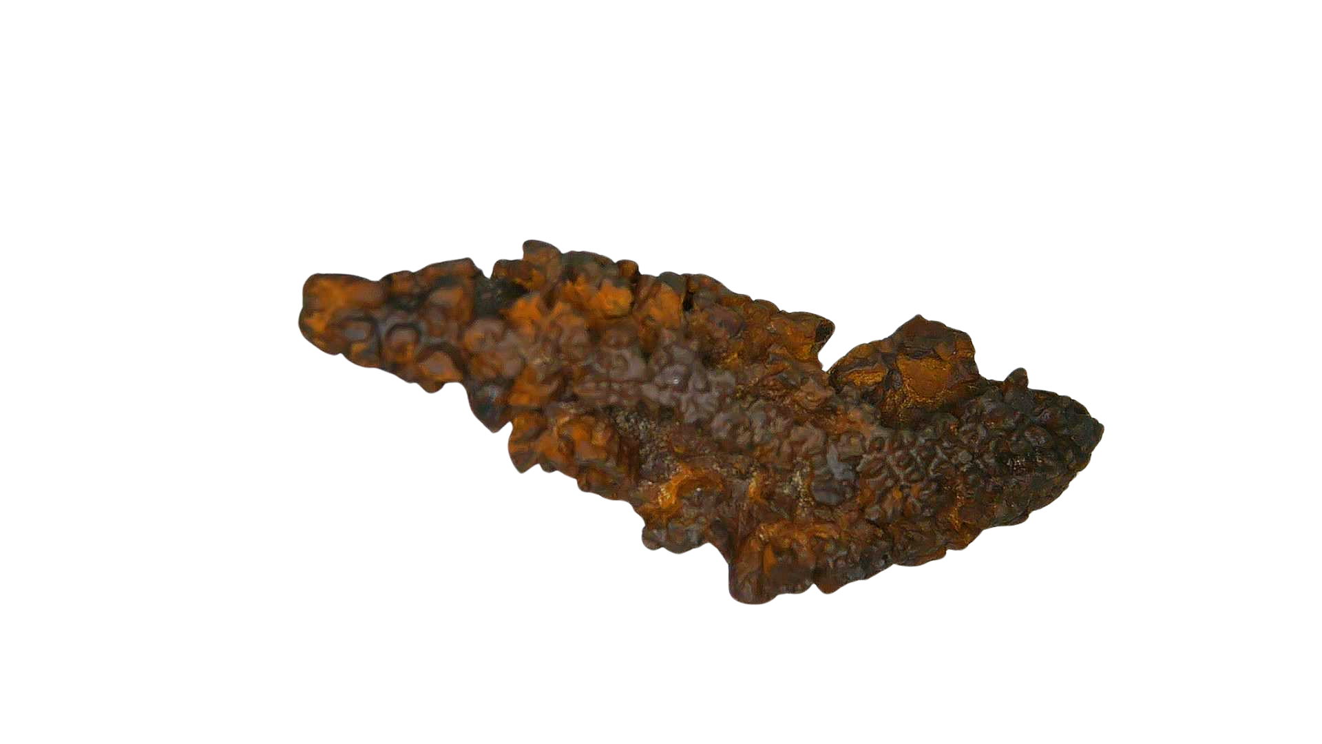 Madagascar Cretaceous Age Turtle Coprolite 30b | Fossils for Sale