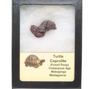 Turtle Coprolite (Poop) Cretaceous Age from Madagascar #34