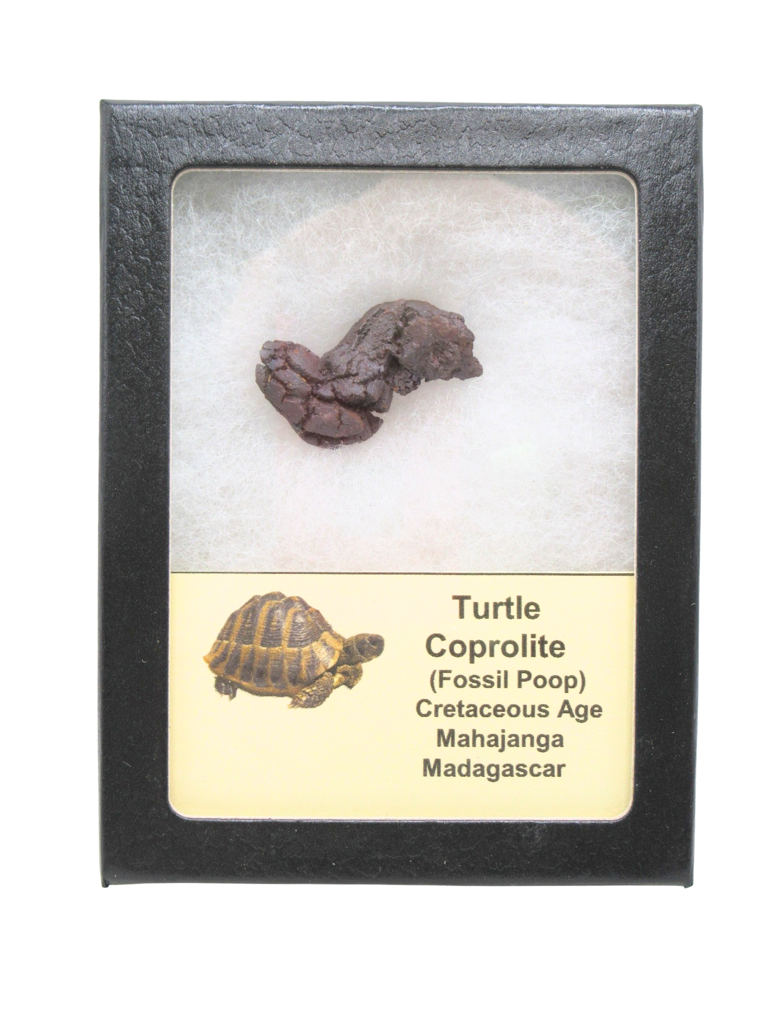 Madagascar Cretaceous Age Turtle Coprolite 31 | Fossils for Sale