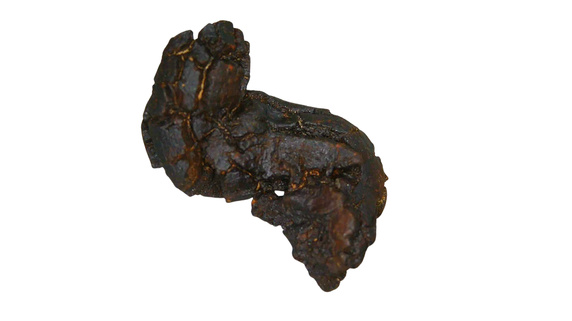Madagascar Cretaceous Age Turtle Coprolite 31a | Fossils for Sale