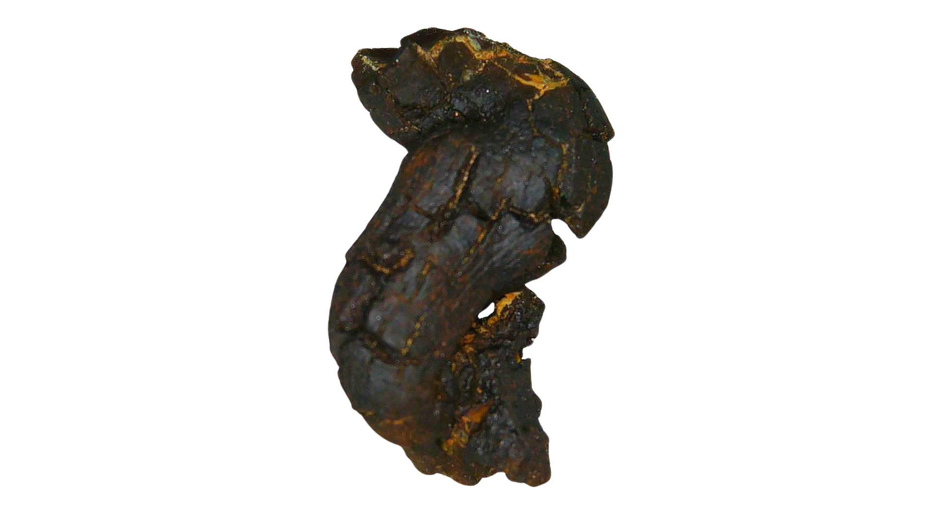 Madagascar Cretaceous Age Turtle Coprolite 31b | Fossils for Sale