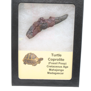 Turtle Coprolite (Poop) Cretaceous Age from Madagascar #32