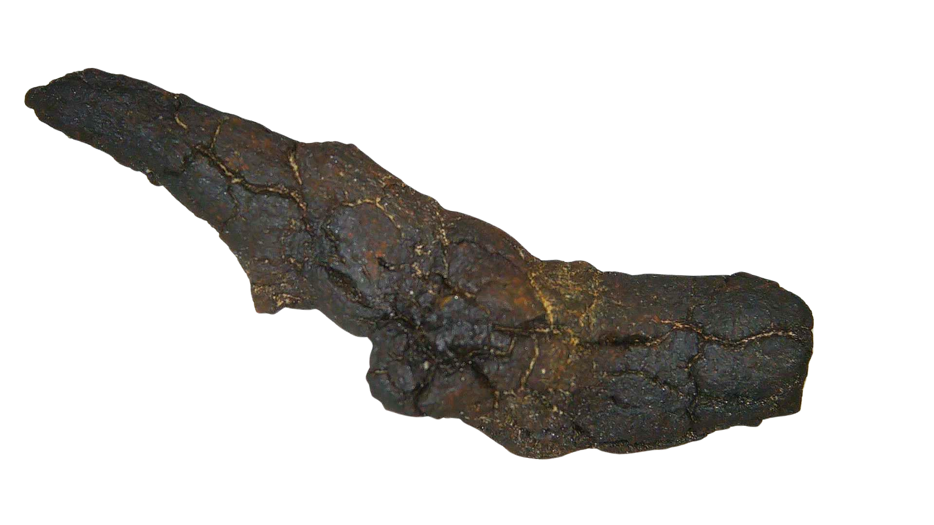 Madagascar Cretaceous Age Turtle Coprolite 33a | Fossils for Sale