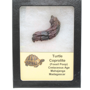 Turtle Coprolite (Poop) Cretaceous Age from Madagascar #31