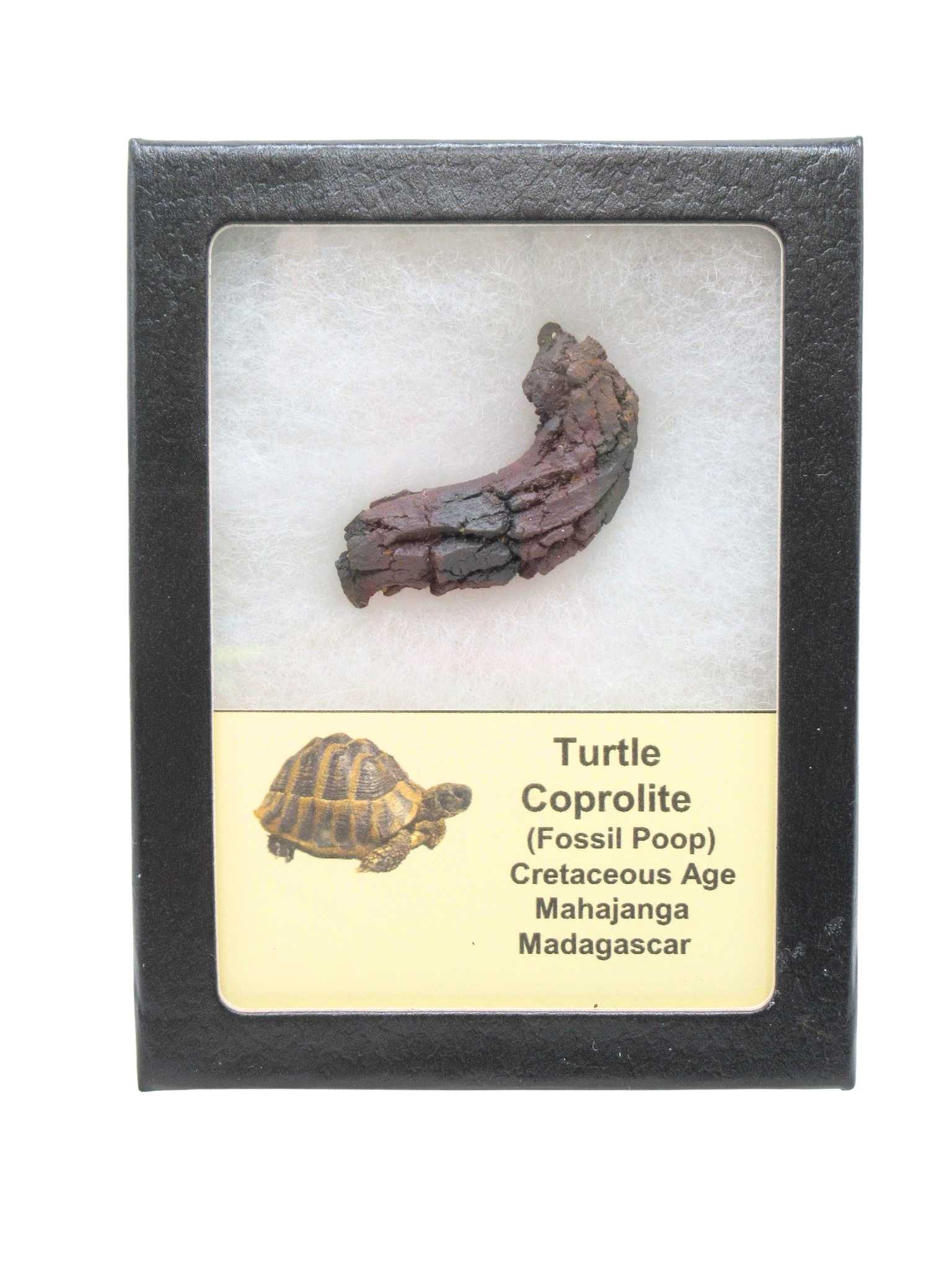 Madagascar Cretaceous Age Turtle Coprolite 34 | Fossils for Sale