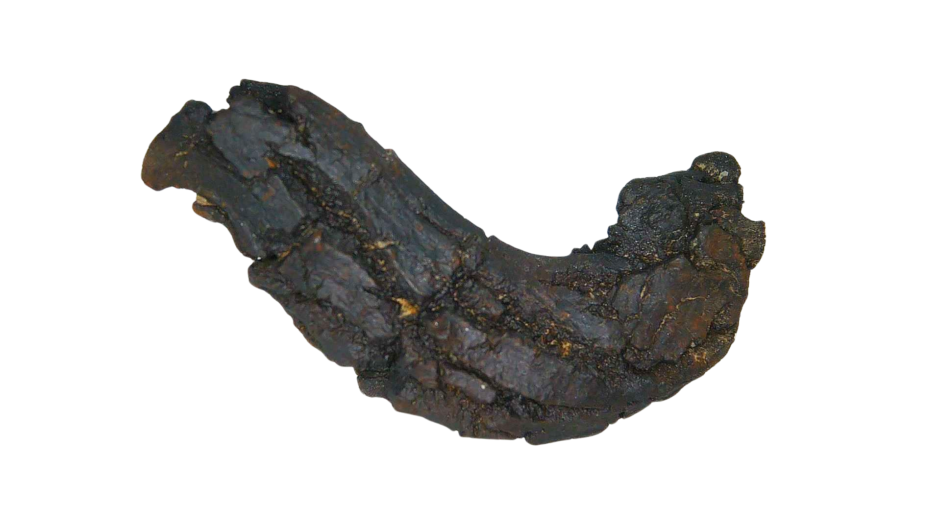 Madagascar Cretaceous Age Turtle Coprolite 34a | Fossils for Sale