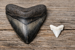 Buy Fossil Megalodon Shark Teeth